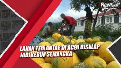 Lahan Terlantar di Aceh Disulap Jadi Kebun Semangka