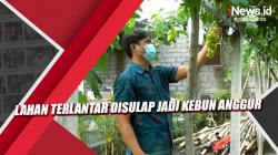 Video Lahan Terlantar Disulap jadi Kebun Anggur di Bali