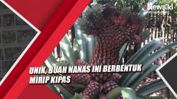 Unik, Buah Nanas Ini Berbentuk Mirip Kipas