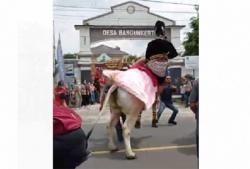 Sapi yang Dinaiki Ngamuk, Putra Bupati Sleman Jatuh Terpelanting