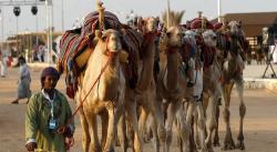 Arab Saudi Bakal Gelar Festival Unta Terbesar di Dunia, Berhadiah Rp954 Miliar!