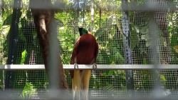 11 Burung Cenderawasih Dilepasliarkan di Taman Wisata Alam Sorong