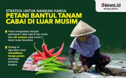 Infografis, Strategi untuk Naikkan Harga Petani Bantul Ini Tanam Cabai di Luar Musim