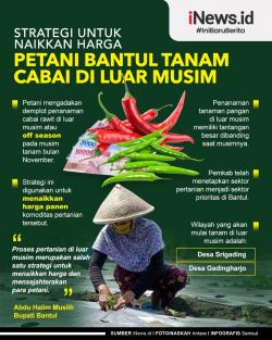 Infografis, Strategi untuk Naikkan Harga Petani Bantul Ini Tanam Cabai di Luar Musim