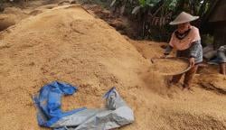 Menakar Peluang Indonesia Menuju Swasembada Pangan