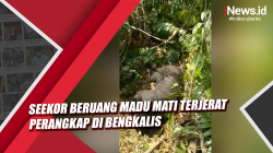 Video Seekor Beruang Madu Mati Terjerat Perangkap di Bengkalis
