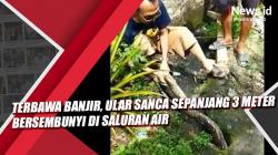 Video Ular Sanca Sepanjang 3 Meter Bersembunyi dalam Saluran Air Usai Terbawa Banjir di Tangsel