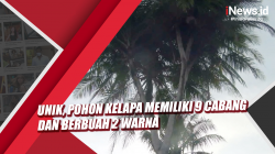 Video Unik, Pohon Kelapa Memiliki 9 Cabang dan Berbuah 2 Warna