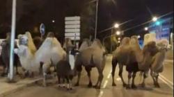 Kabur dari Sirkus, 8 Unta dan 1 Ilama Malah Jalan-Jalan di Kota 