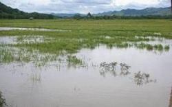 Sumsel Antisipasi Dampak Fenomena La Nina pada Pertanian <