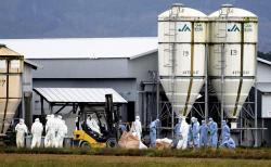Jepang Konfirmasi Kasus Flu Burung, 143.000 Ayam Petelur Dimusnahkan