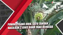 Video Pohon Pisang Unik, Satu Tandan Hasilkan 2 Jenis Buah yang Berbeda