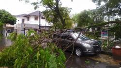Diterpa Hujan Deras Disertai Angin Kencang, 3 Pohon Tumbang Timpa Mobil di Bandung<