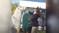Tendang dan Pukul Kuda, Wanita Ini Dipecat dari Pekerjaan