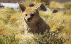 Dikira Anak Anjing, Hewan Piaraan Keluarga Ini Tumbuh Makin Buas dan Ternyata....