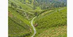 Mengintip Keindahan Bukit Kinasih di Boyolali yang Hijau nan Asri