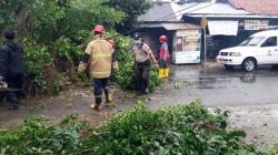 Hujan Lebat Disertai Angin Landa Kebumen, Pohon Beringin Berukuran Besar Tumbang 