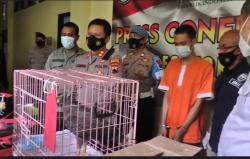  Jual Elang Bido via COD, Pemuda Ini Keburu Ditangkap Polisi