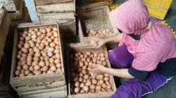 Harga Telur Kembali Anjlok, Peternak Ayam di Boyolali Resah 