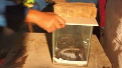 Warga Ciracas Kaget Temukan Lima Ular Jenis Sanca hingga Kobra Bersarang di Loker