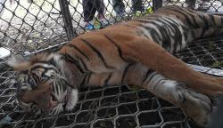 Pemeriksaan Kesehatan Harimau Sumatera Sebelum Dilepas ke Habitat
