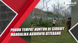 Pohon Tempat Nonton Warga di Sirkuit Mandalika Akhirnya Ditebang
