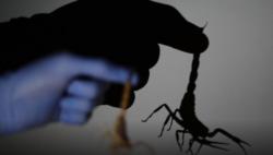 Kalajengking dan Ular Serang Penduduk Kota, 3 Orang Tewas Ratusan Lainnya Dirawat