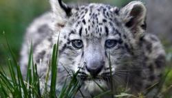 3 Macan Tutul Mati di Kebun Binatang akibat Covid-19, Harimau Sumatera Sembuh