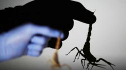 Penduduk Kota Aswan Diserang Kalajengking dan Ular, 3 Orang Tewas