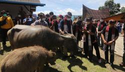 Menteri Sandiaga Berikan Sepasang Kerbau untuk Bangkitkan Perekonomian Masyarakat Desa Huta Tinggi