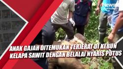 Video Anak Gajah Ditemukan Terjerat di Kebun Kelapa Sawit dengan Belalai Nyaris Putus