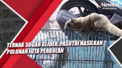Video Ternak Sugar Glider, Pasutri Hasilkan Puluhan Juta Perbulan