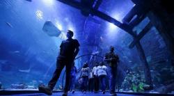 Wow! Akuarium Terbesar Timur Tengah Dibuka di Abu Dhabi, Diisi 45.000 Hewan