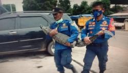 Warga Purwakarta Heboh, Buaya Muara Tiba-tiba Muncul di Lingkungan Pesantren