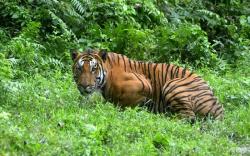 Warga Banyuasin Diterkam Harimau saat Mencari Kayu di Kawasan Taman Nasional Sembilang <
