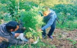 Polisi Temukan Ladang Ganja di Sekitar Gunung Dempo, 2 Petani Kopi Ditangkap  