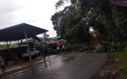 Longsor Tumbangkan Pohon Aren di Jampangtengah Sukabumi, Akses ke Surade Sempat Terganggu