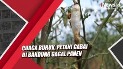 Cuaca Buruk, Petani Cabai di Bandung Gagal Panen
