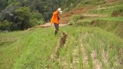 Retakan Tanah Terjadi di Areal Persawahan di Gegerbitung, 7 Rumah Terancam