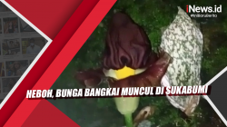 Video Heboh, Bunga Bangkai Muncul di Sukabumi