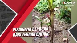 Aneh, Pisang Ini Berbuah dari Tengah Batang