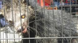 Binturong Masuk Kamar Mandi Warga, Damkar Payakumbuh Turun Tangan