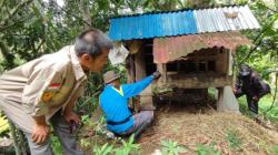 Warga Palupuah Agam Geger, Ada Kambing Mati Dimangsa Beruang