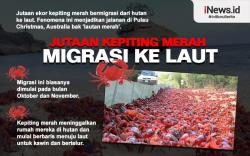 Infografis Migrasi Jutaan Kepiting Bikin Jalan Raya Jadi Lautan Merah