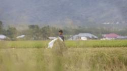 BPS: Sektor Pertanian Serap Lapangan Kerja Tertinggi di 2022