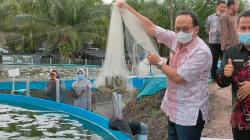 Bangka Tengah Sukses Kembangkan Tambak Rakyat, Potensi Udang Vaname Sangat Besar