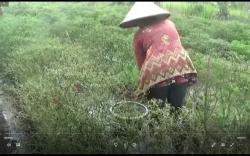 Ladang Diterjang Banjir, Petani Pasrah Panen Cabai Setengah Busuk 