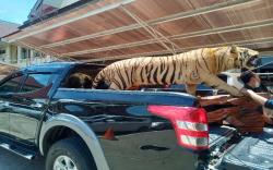 BKSDA Sita Harimau Koleksi Warga Palembang, Nilainya Bisa untuk Beli Mobil <