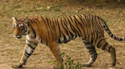 Tragis, Perempuan Petugas Hutan Tewas Diterkam Harimau Disaksikan Teman-temannya