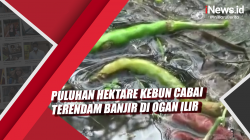 Video Puluhan Hektare Kebun Cabai Terendam Banjir di Ogan Ilir<